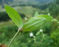 Silene rupestris