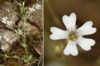 Silene rupestris