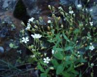 Silene rupestris