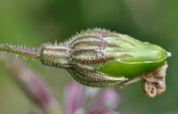 Silene nutans subsp. nutans