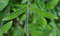 Silene nutans subsp. nutans